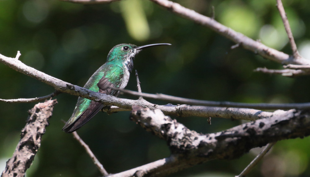 Female Green Mango